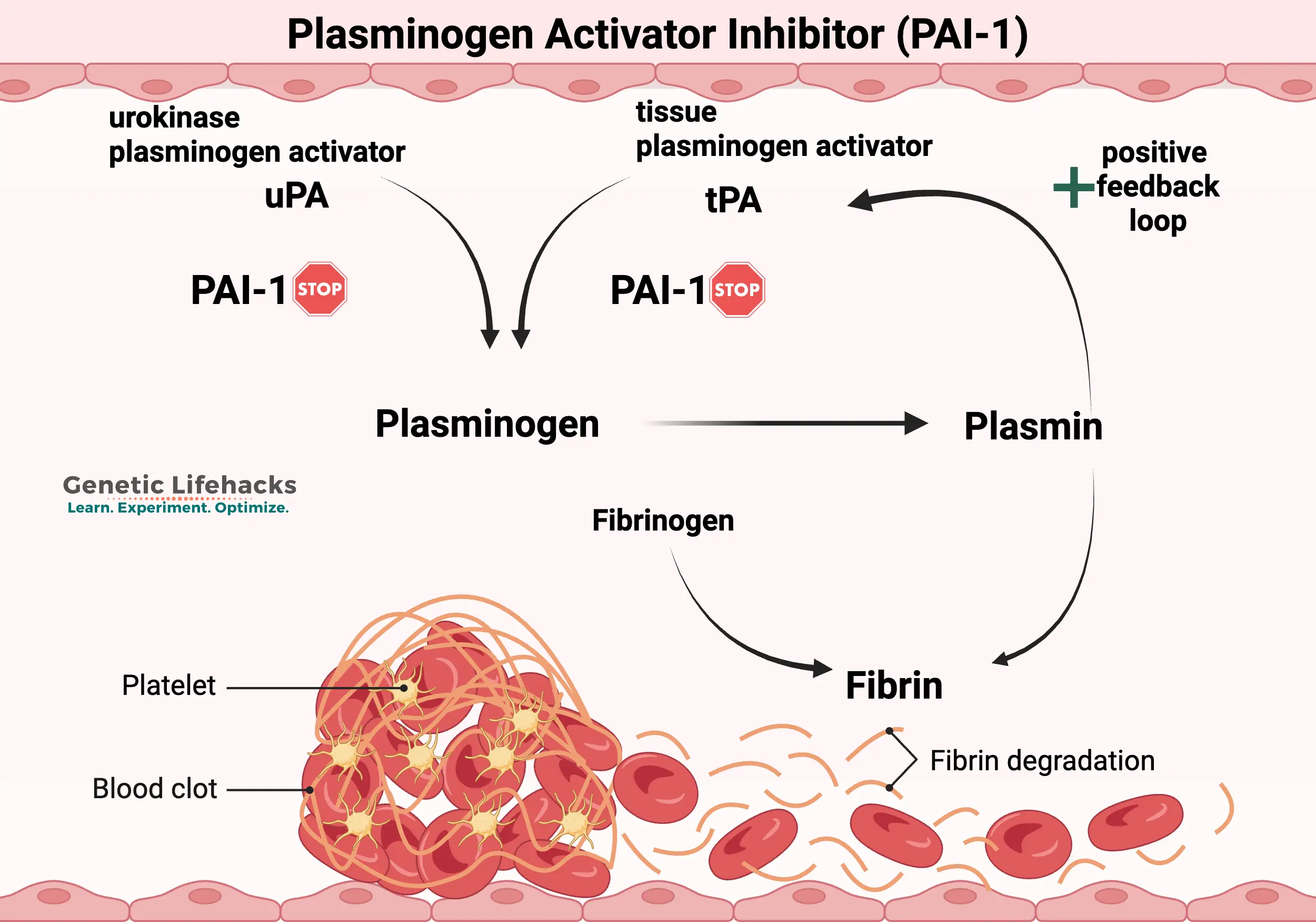 Plasminogen Activator Inhibitor (PAI-1) diagram showing feedback loops