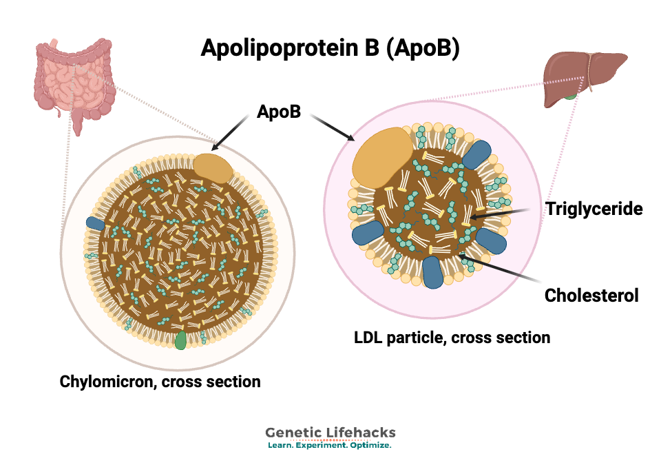 Image showing apolipoprotein b (ApoB) in chylomicron and LDL particle. Created in biorender.