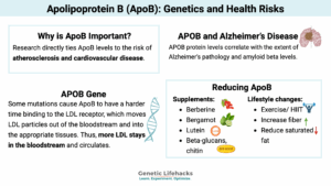 Apolipoprotein B (ApoB): Genetics and Health Risks