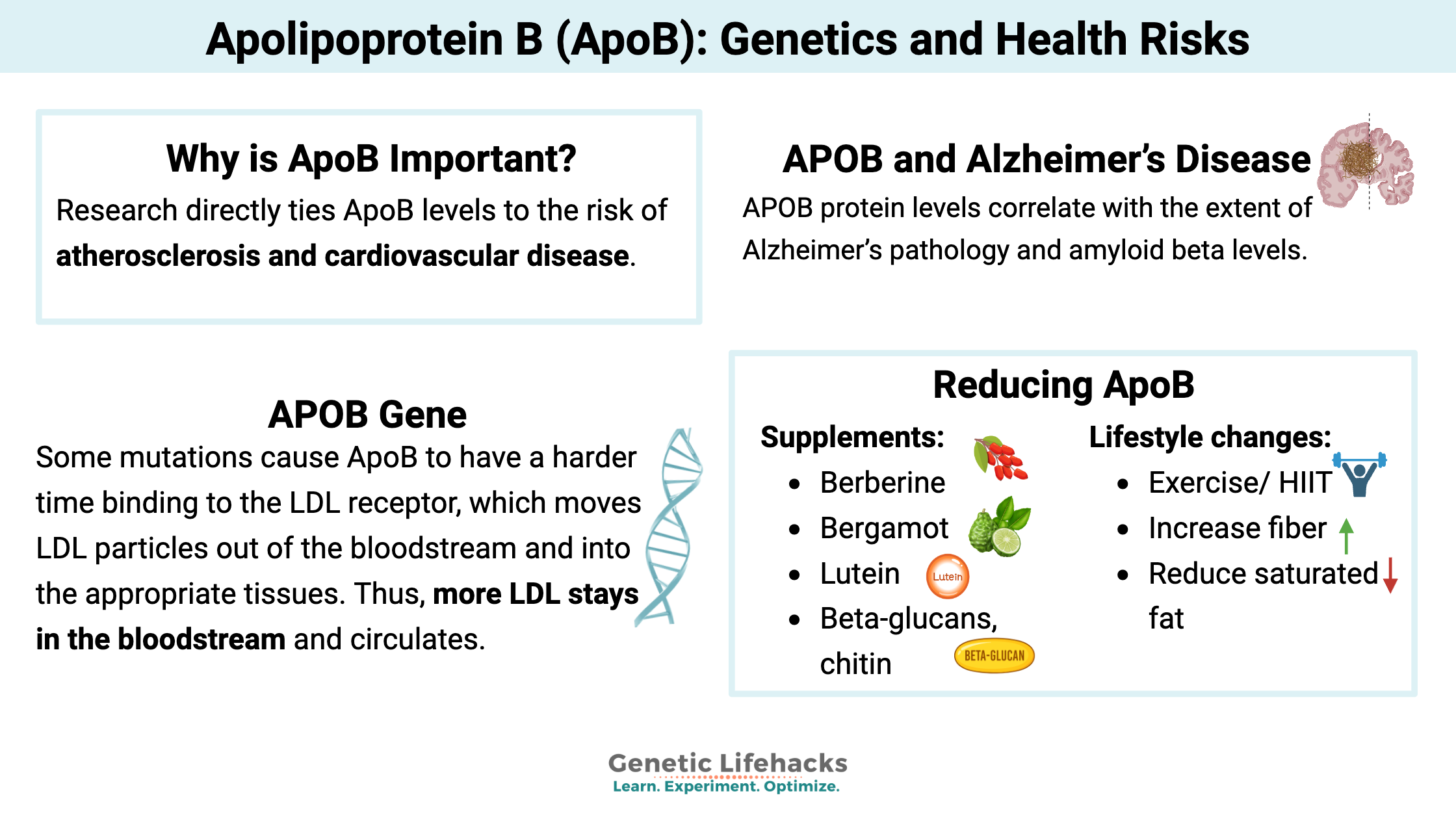 Apolipoprotein B (ApoB): Genetics and Health Risks