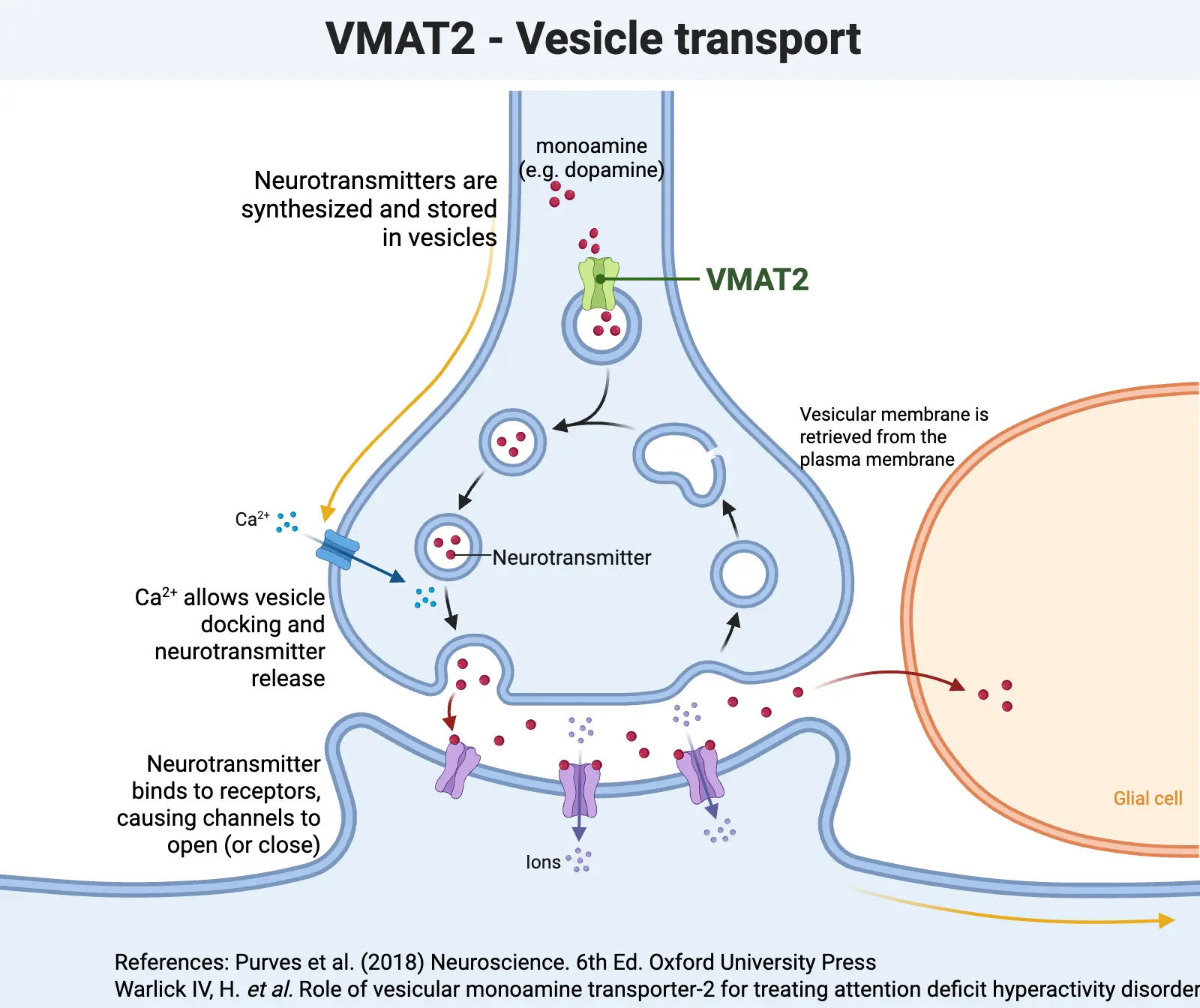 image showing VMAT2 moves neurotransmitters, such as dopamine, into vesicles for release into the synapse. geneticlifehacks.com image