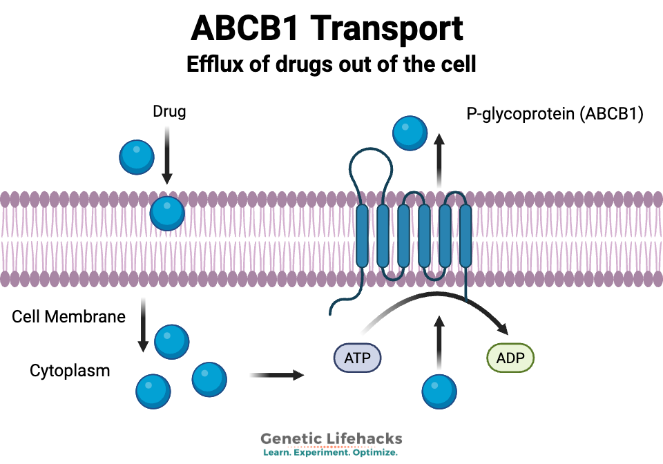 ABCB1 moves toxins and medications out of a cell.