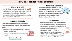 BPC-157: Tendon Repair, nitric oxide connection, VEGF, gut brain axis