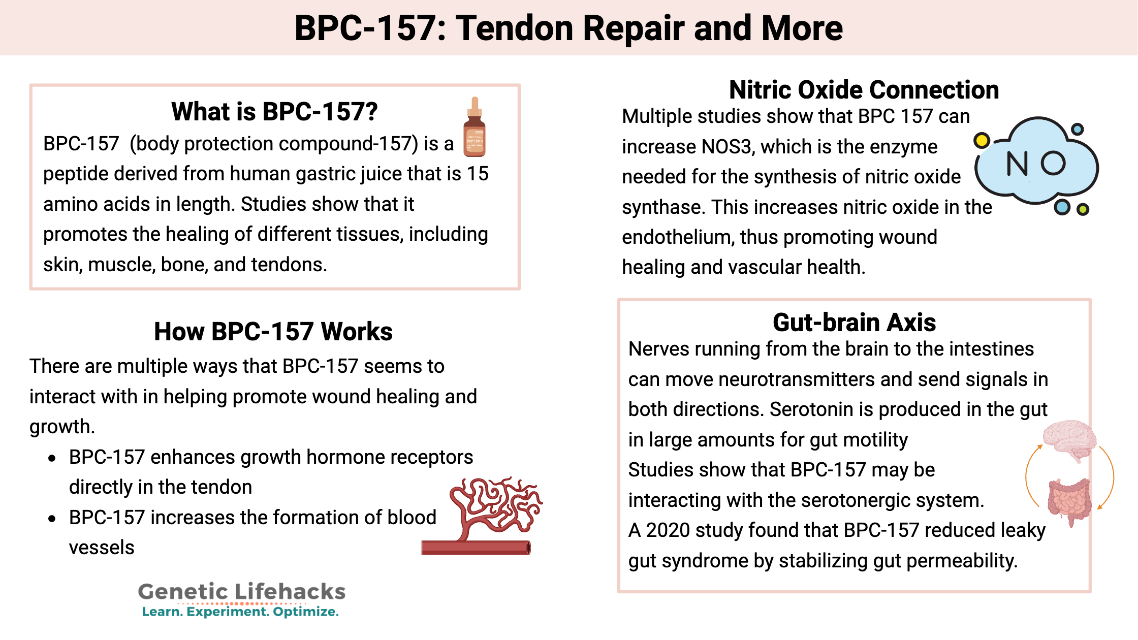 BPC-157: Tendon Repair, nitric oxide connection, VEGF, gut brain axis
