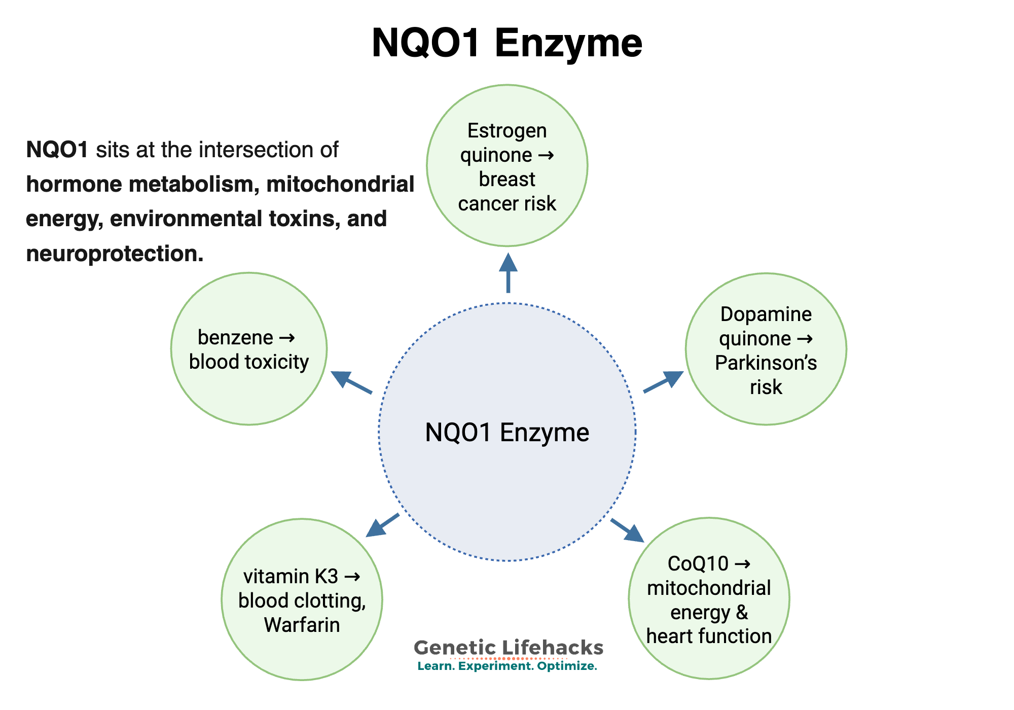 diagram of the different ways that NQO1 interacts with health