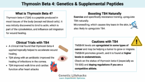 Thymosin Beta 4: Genetics & Supplemental Peptides