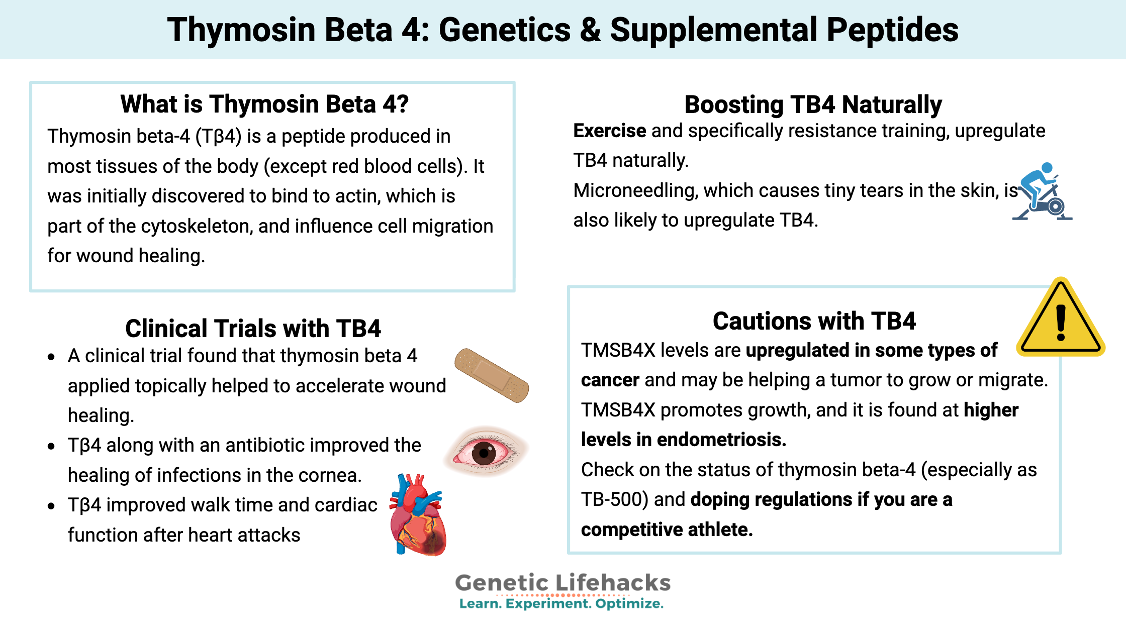 Thymosin Beta 4: Genetics & Supplemental Peptides