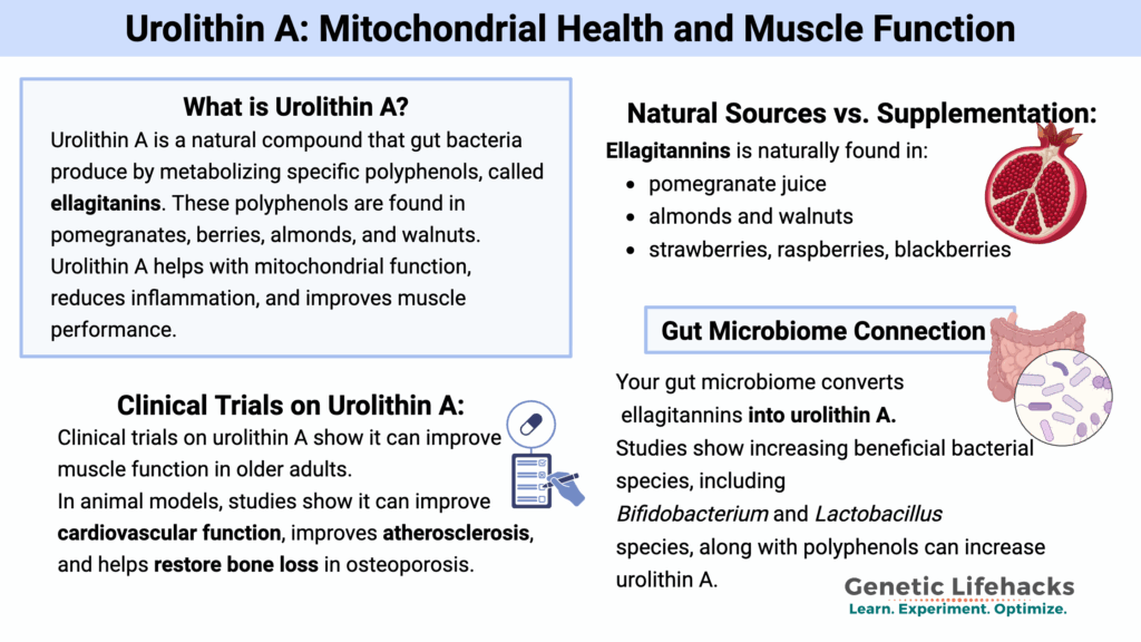 Urolithin A: Mitochondrial Health and Muscle Function