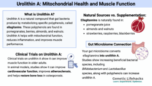 Urolithin A: Mitochondrial Health and Muscle Function