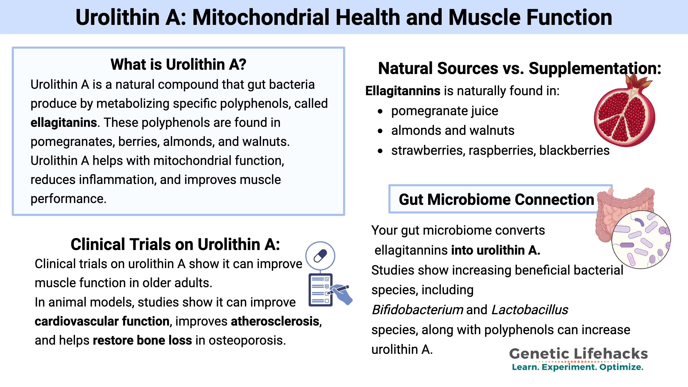 Urolithin A: Mitochondrial Health and Muscle Function