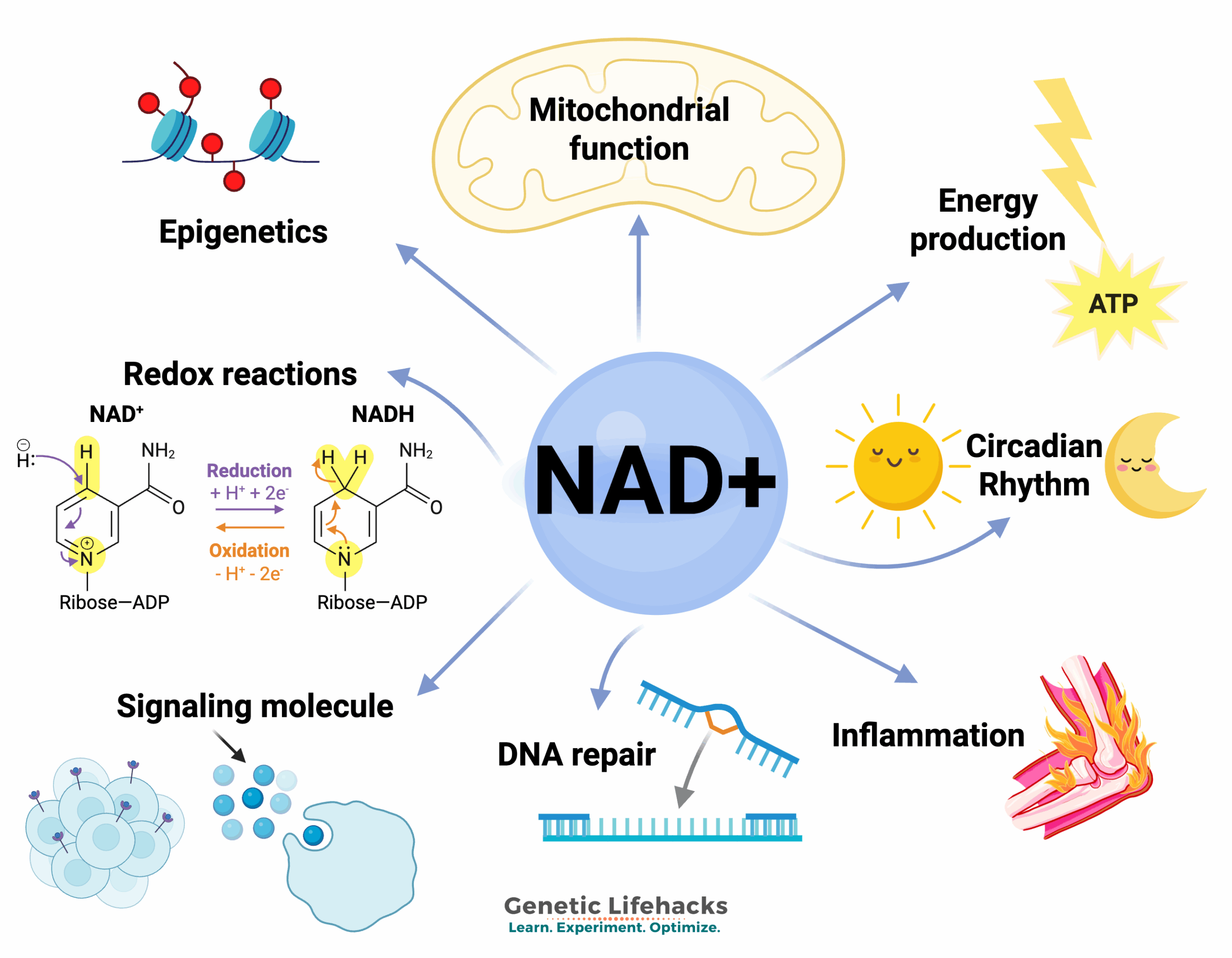 Molecular functions of NAD+