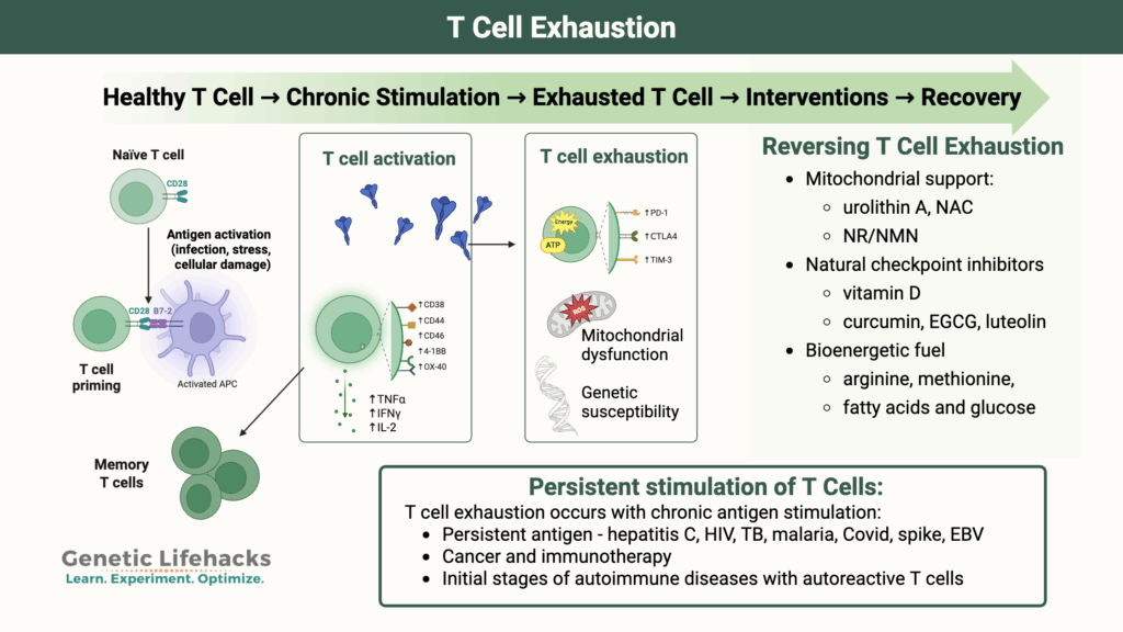 Understanding and Reversing T Cell Exhaustion in Chronic Infections, Long COVID, and Cancer