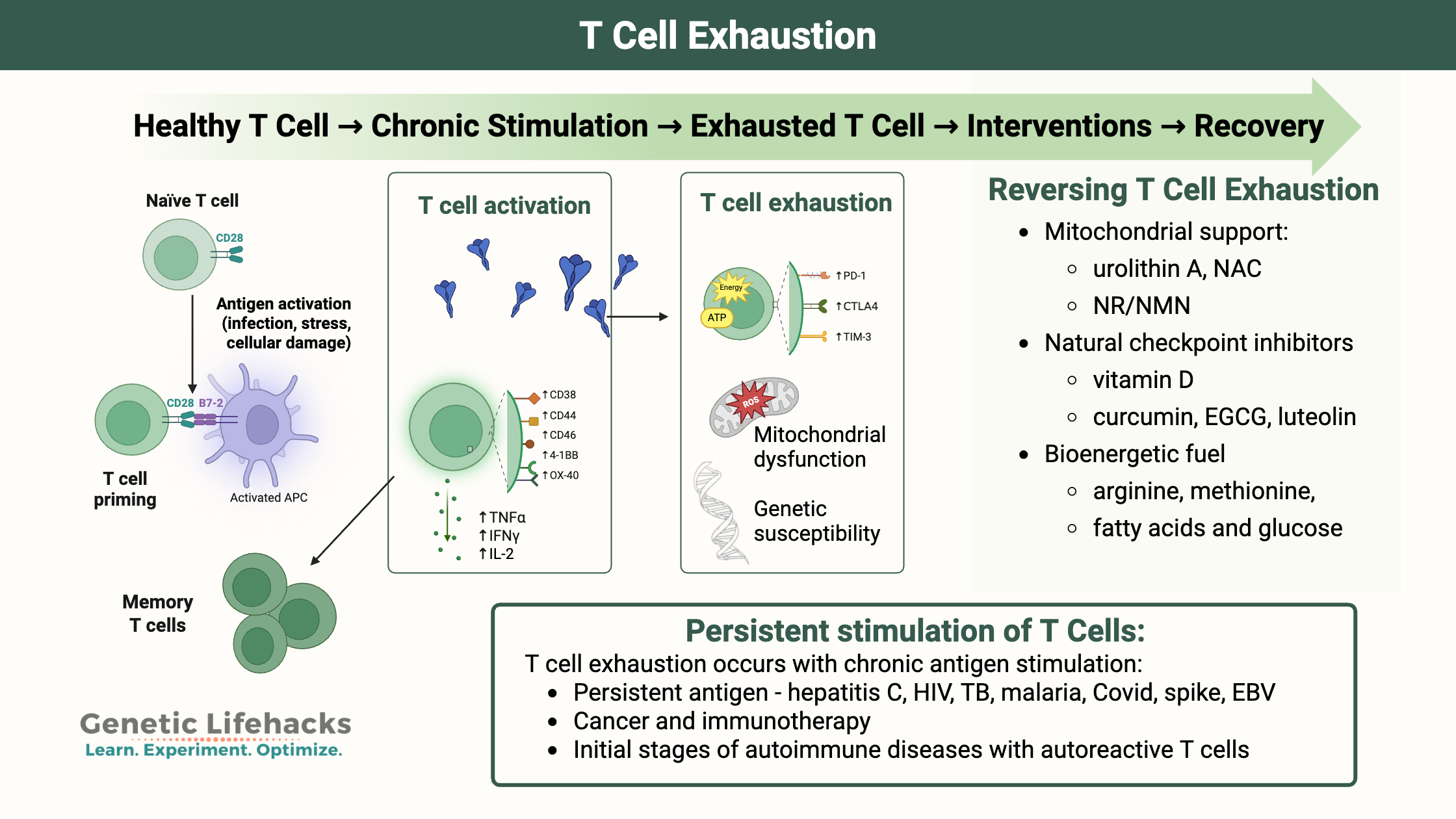 Understanding and Reversing T Cell Exhaustion in Chronic Infections, Long COVID, and Cancer