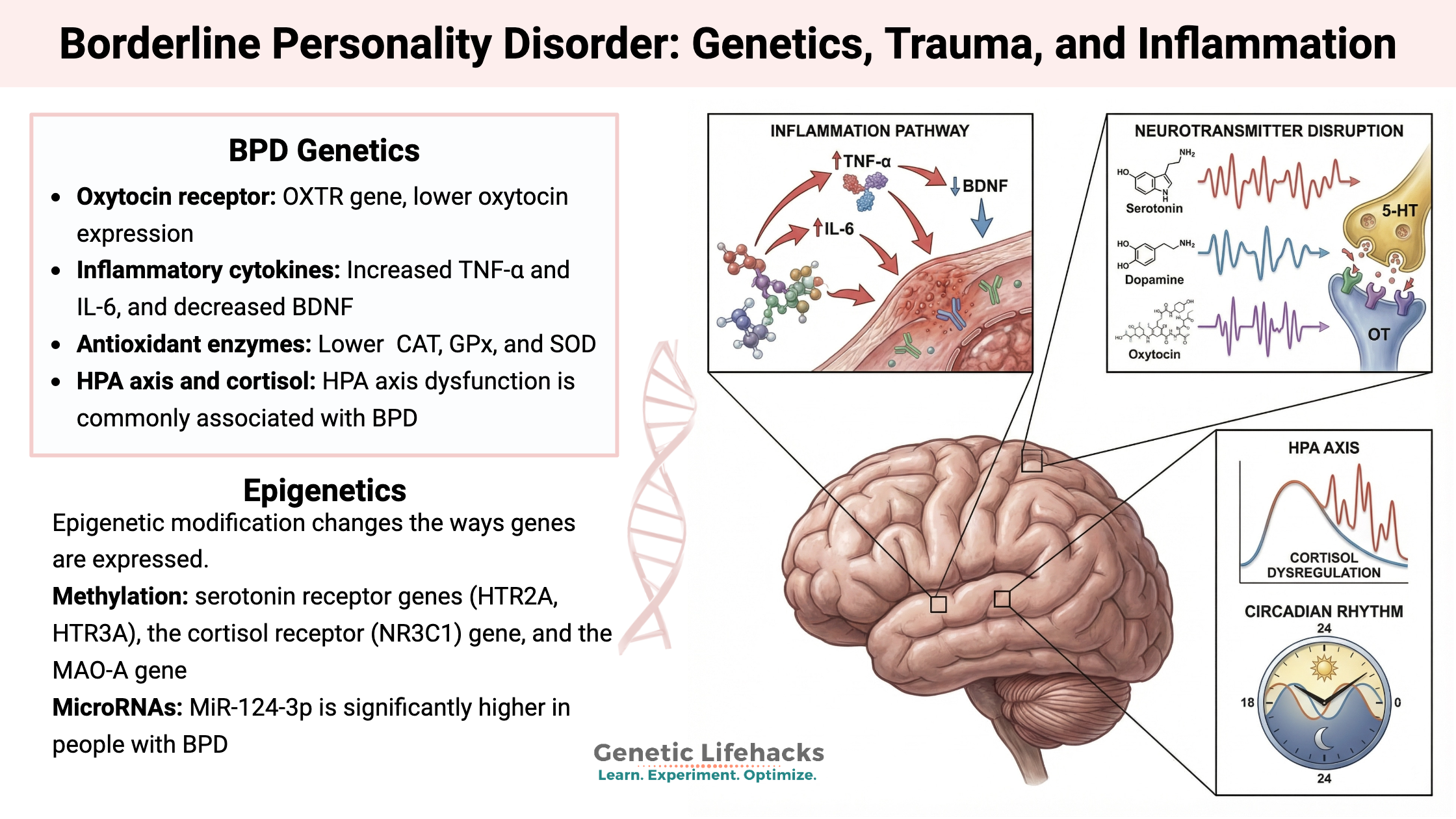 Borderline Personality Disorder: Genetics, Trauma, and Inflammation