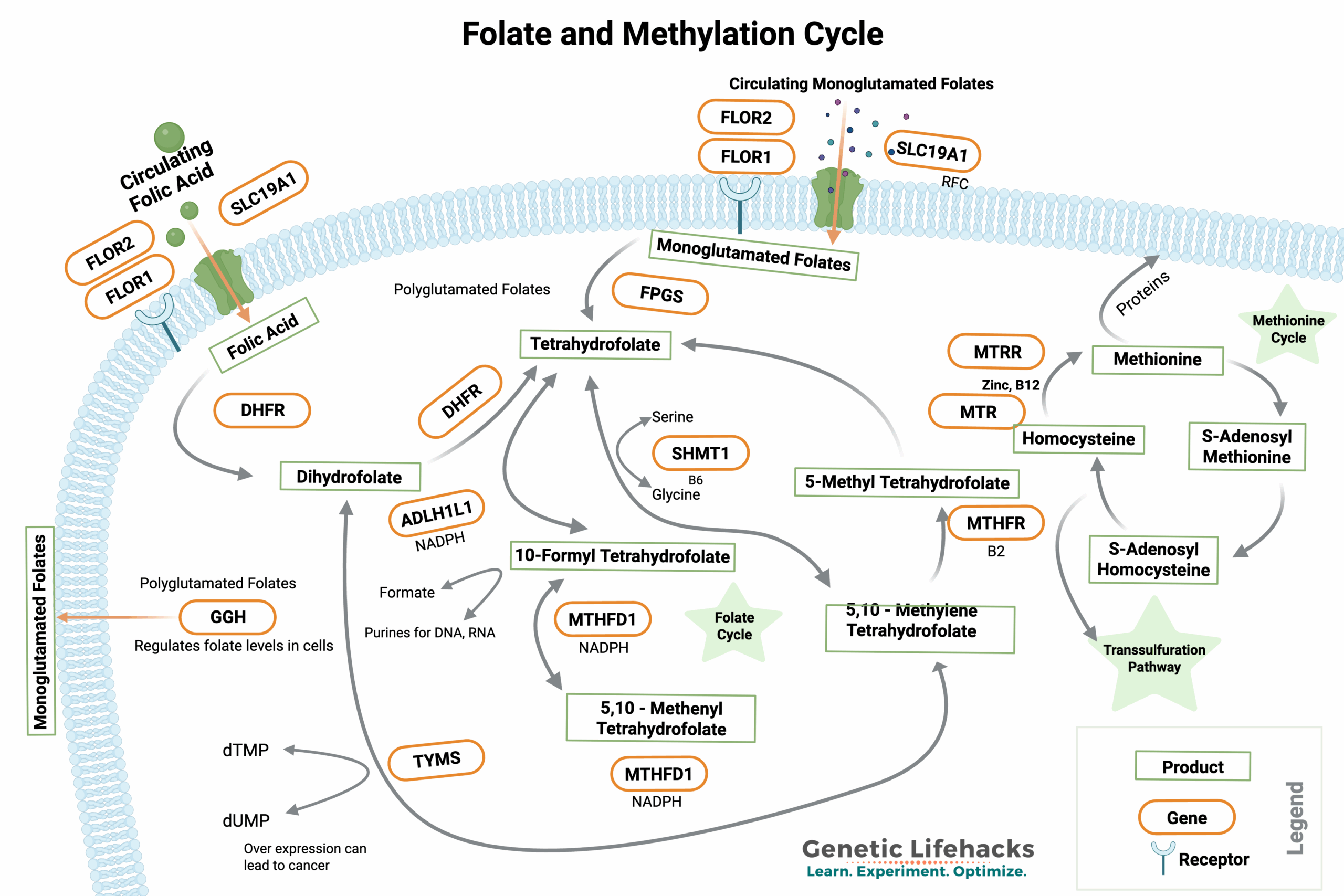 Folate and Methionine Cycle created in biorender