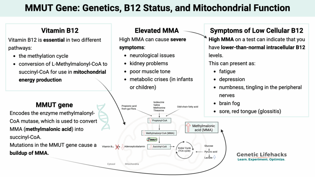 MMUT Gene: Genetics, B12 Status, and Mitochondrial Function