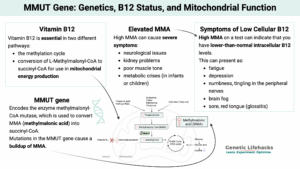 MMUT Gene: Genetics, B12 Status, and Mitochondrial Function