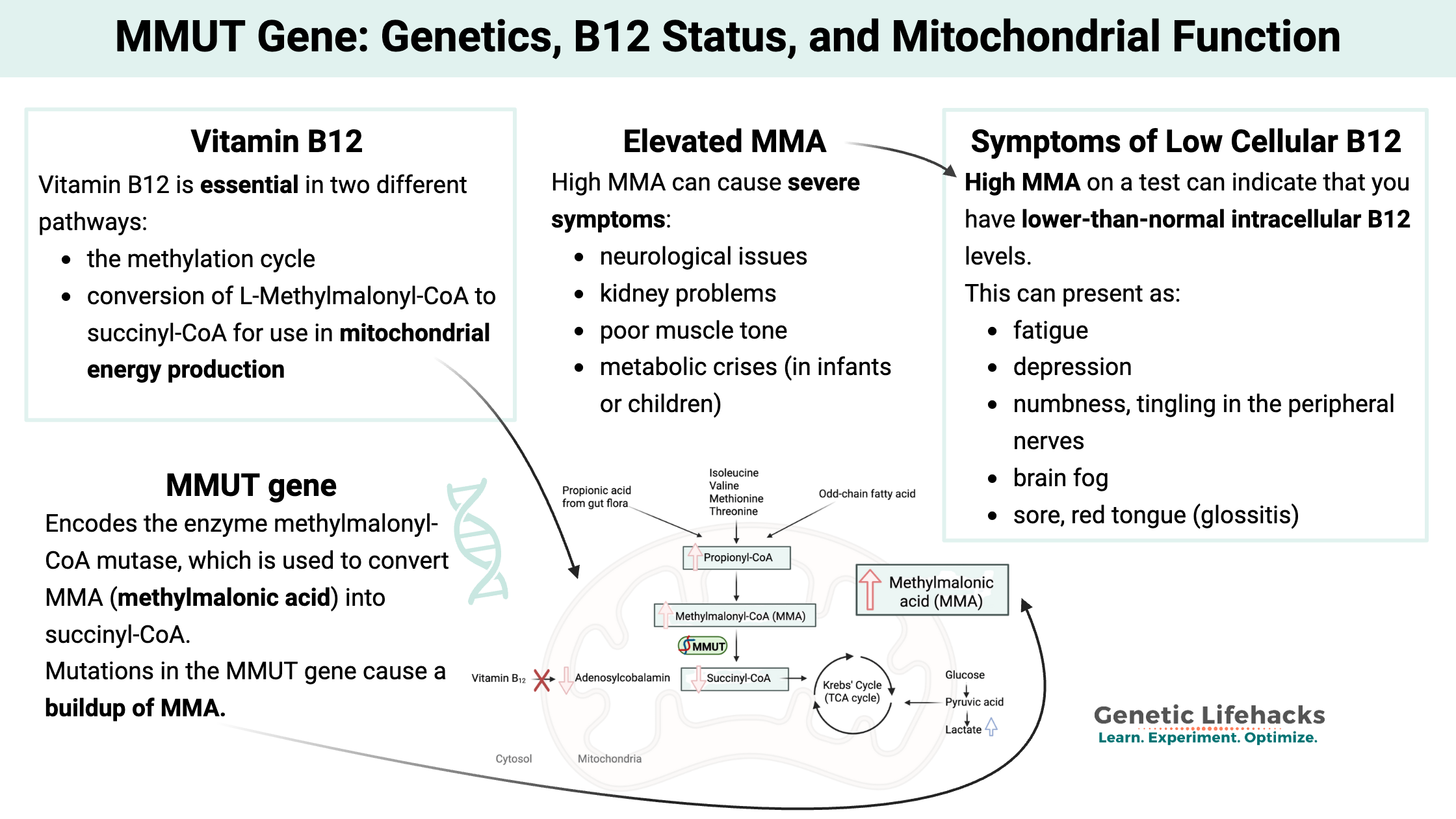 MMUT Gene: Genetics, B12 Status, and Mitochondrial Function