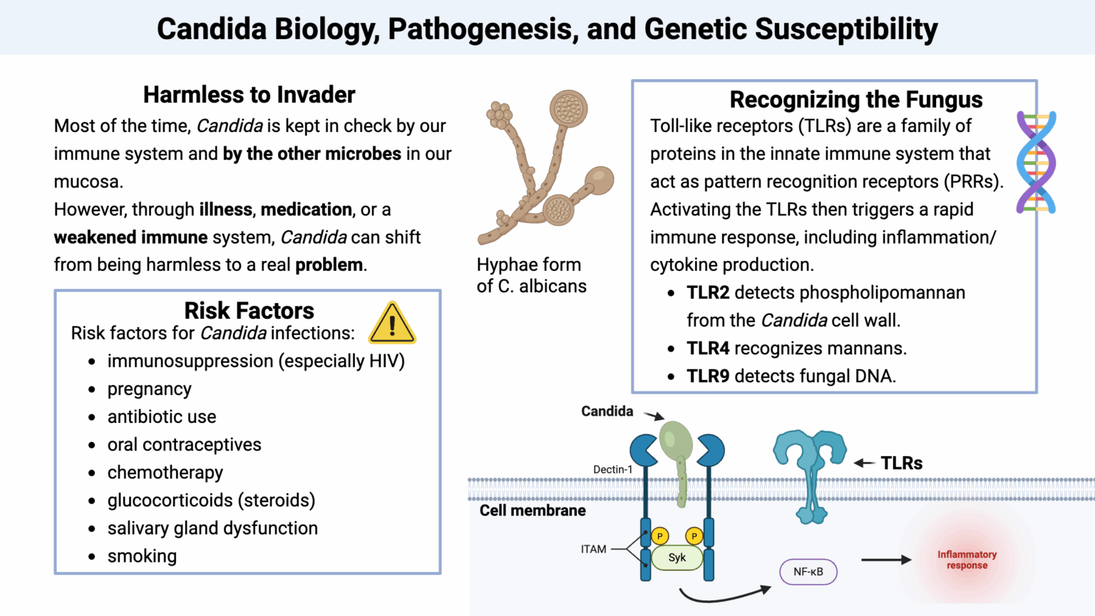 Candida Biology, Pathogenesis, and Genetic Susceptibility