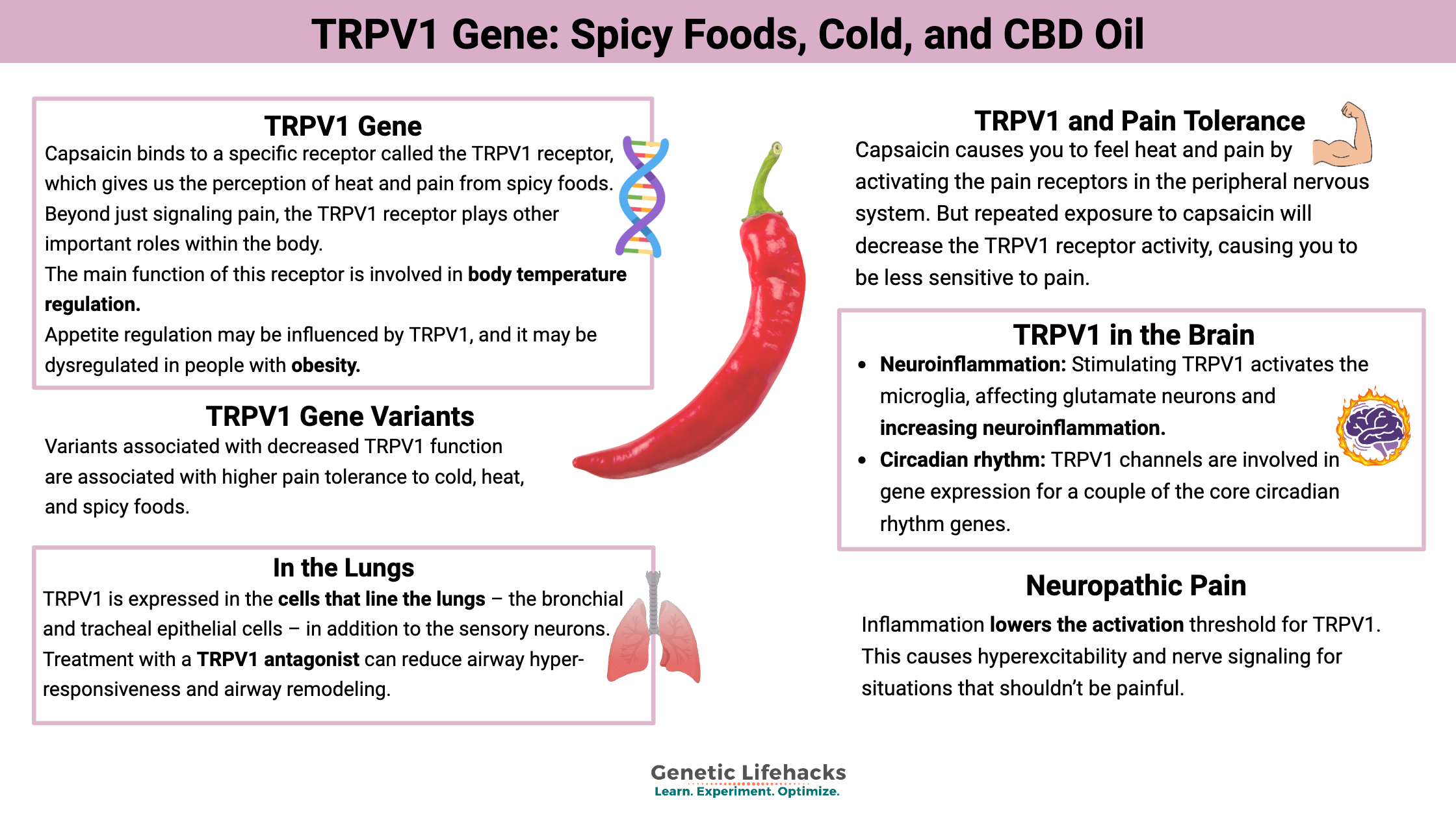 Diagram showing that TRPV1 interacts with spicy foods, neuroinflammation, and peripheral nerve pain