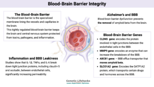 Blood-Brain Barrier, genetics of BBB