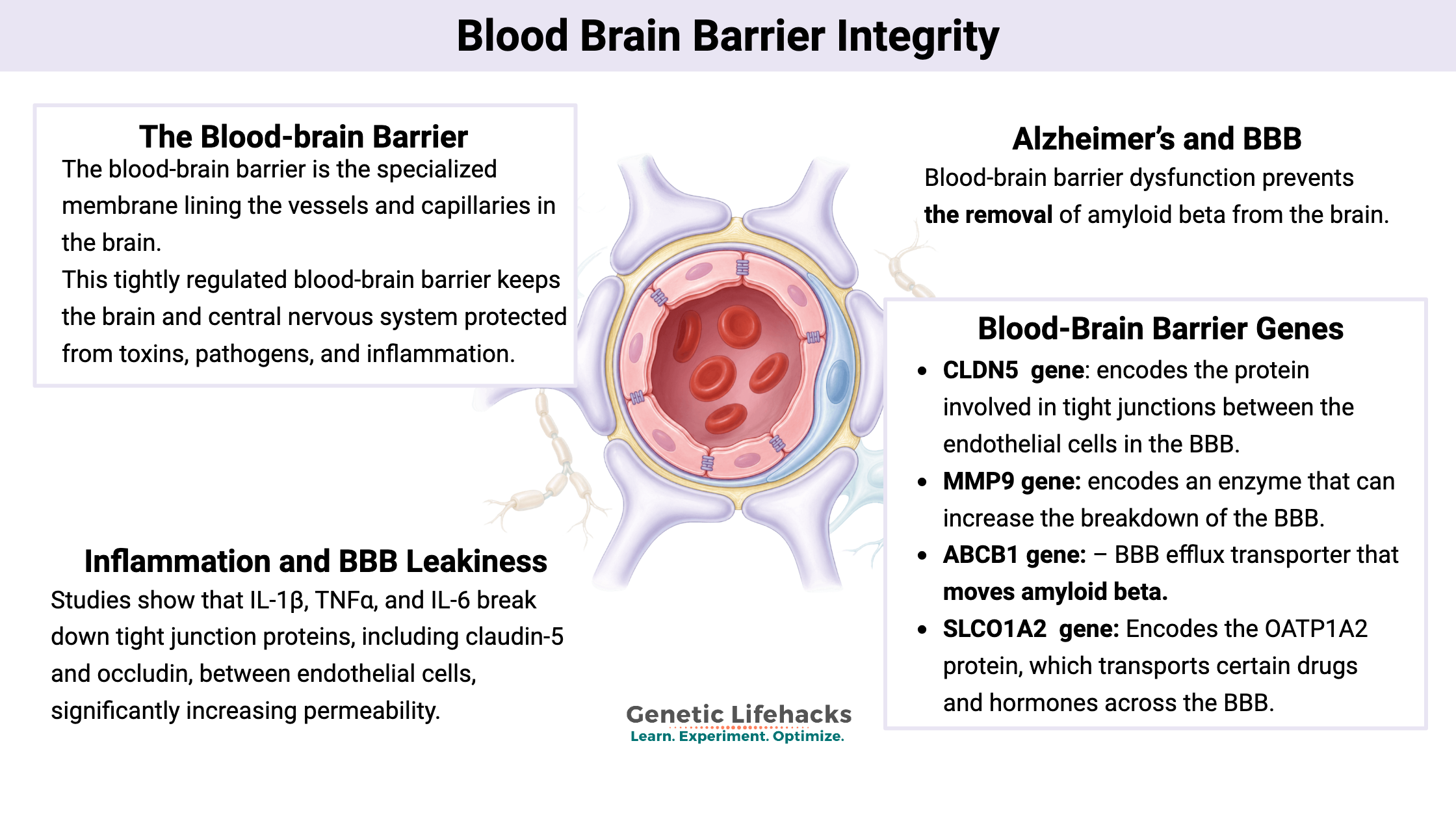 Blood Brain Barrier
