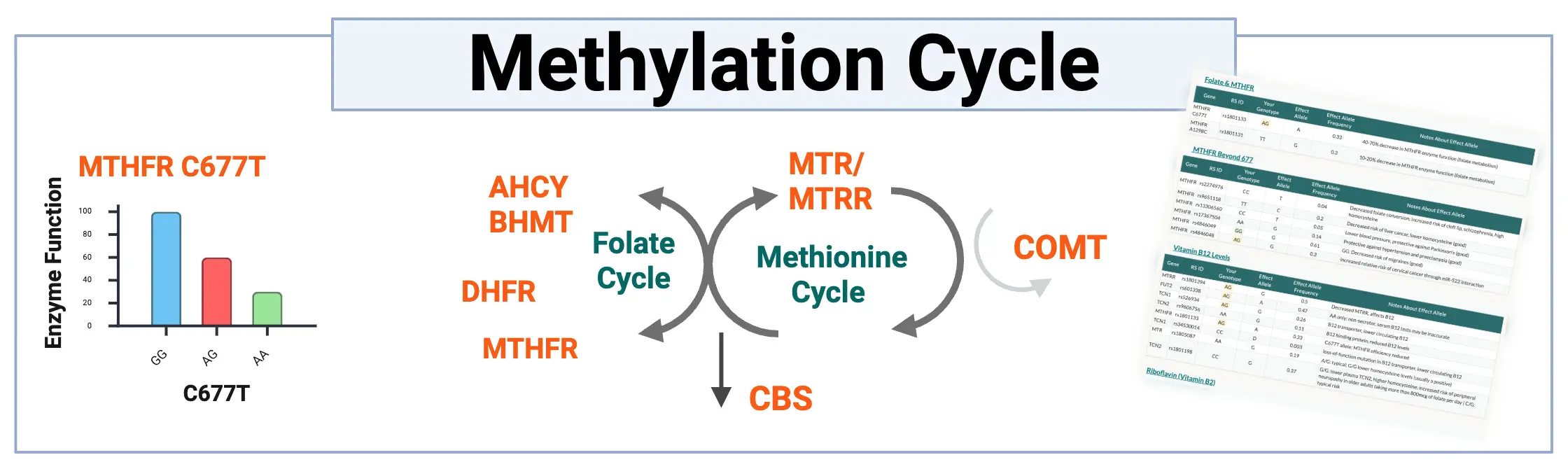 Overview of methylation cycle genes for summary page