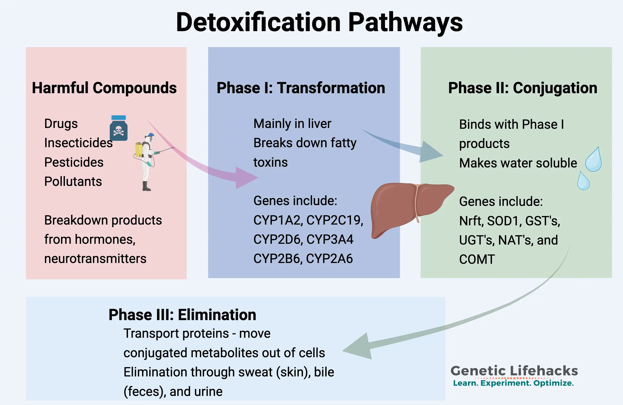Diagram showing Phase I, II, and III detoxification of xenobiotic and endogenous substances.