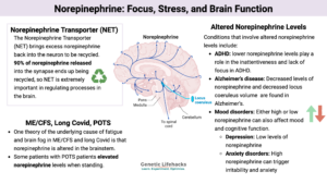 Norepinephrine: Focus, Stress, genetics, and Brain Function