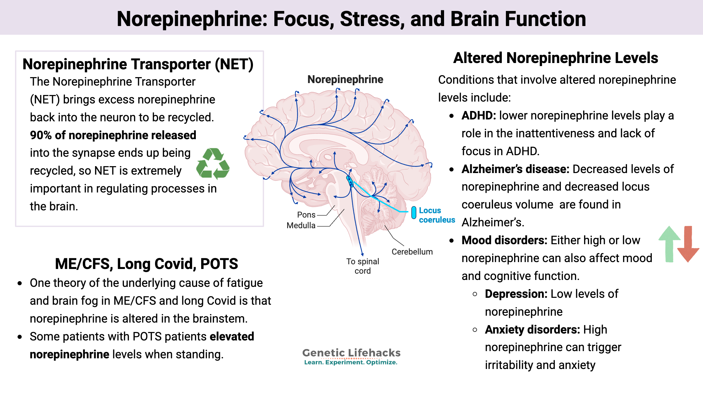 Norepinephrine: Focus, Stress, genetics, and Brain Function