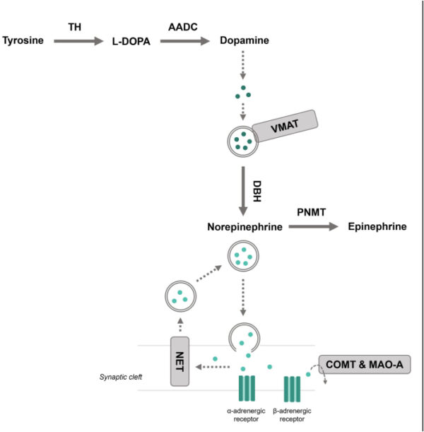 Norepinephrine: Focus, stress, genetics, and brain function