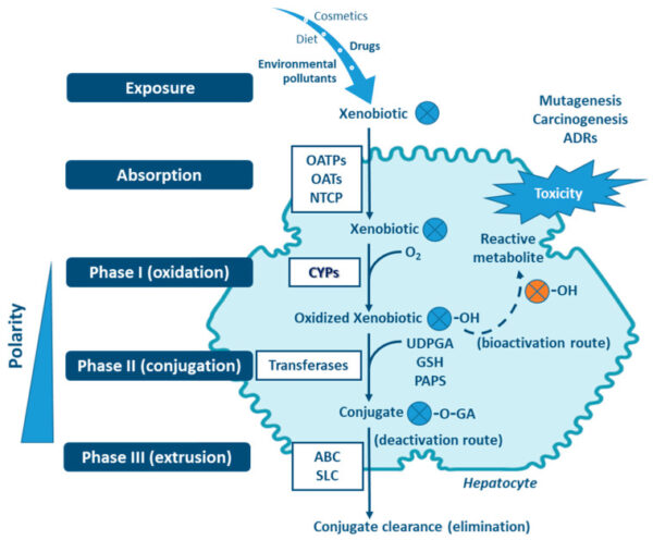 Detoxification: Phase I and Phase II Detox Genes - Genetic Lifehacks