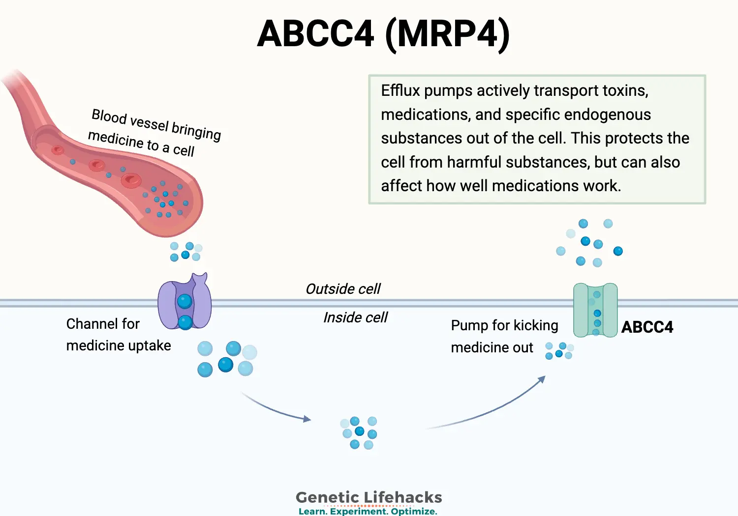 Image showing that The ABCC4 efflux pump moves substances out of the cell. 