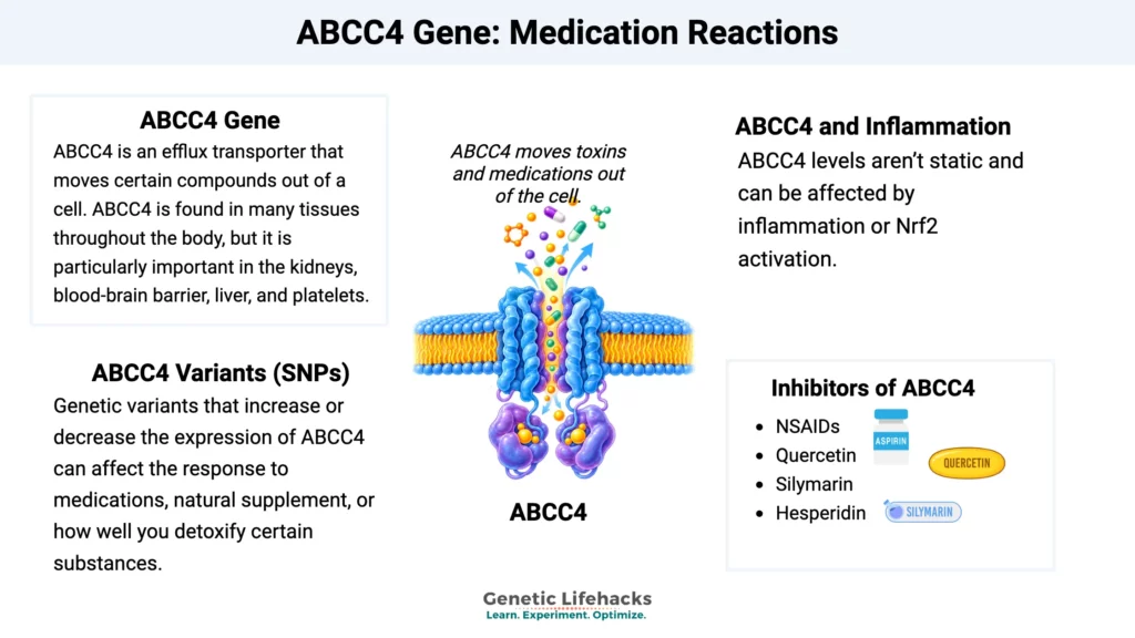 Graphical abstract showing ABCC4 gene and the interaction with certain medications