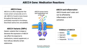 Graphical abstract showing ABCC4 gene and the interaction with certain medications