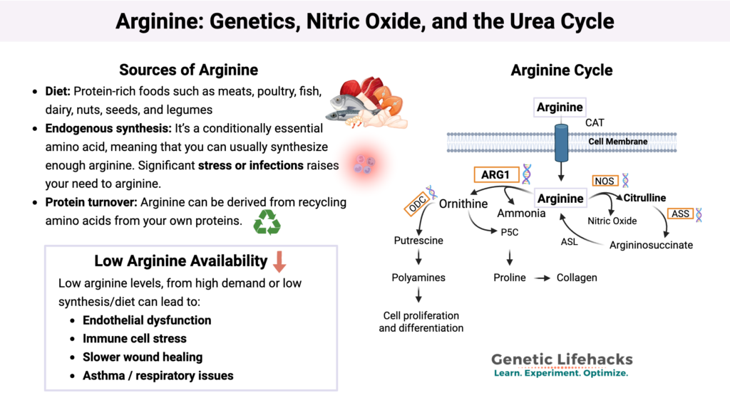 Chart showing the sources of arginine, arginine cycle, and symptoms of low arginine levels