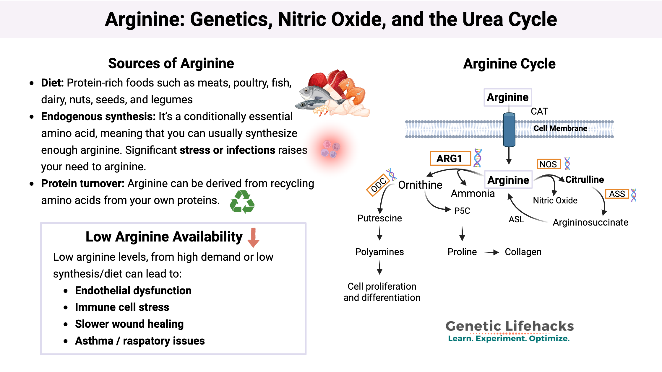 Chart showing the sources of arginine, arginine cycle, and symptoms of low arginine levels