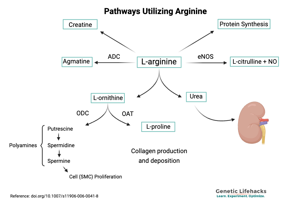 Pathways that utilize arginine and arginine synthesis